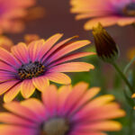 20250827期彩票开奖号码结果正式公布 2t3nod