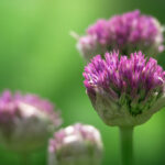 2025085期双色球开奖时间具体安排公布 nf66i