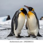 2025086期双色球精准开奖预测与号码分析 tw7nr