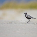 2025076期双色球开奖时间具体是哪一天 u79ar