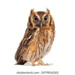 2025084期双色球开奖结果最新公布 vjx69g