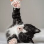 2025082期双色球开奖结果查询与中奖号码公布 vtmcfbc